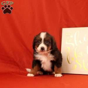 Paul, Mini Bernedoodle Puppy